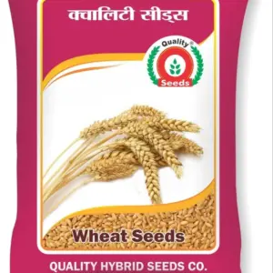 Wheat Seed (Hybrid, 10kg Bag)
