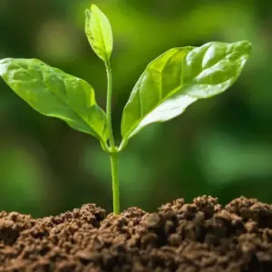 Customized Fertilization Schedule (Seasonal)