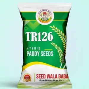 Rice Seed (Hybrid, Premium Quality, 10kg Bag)